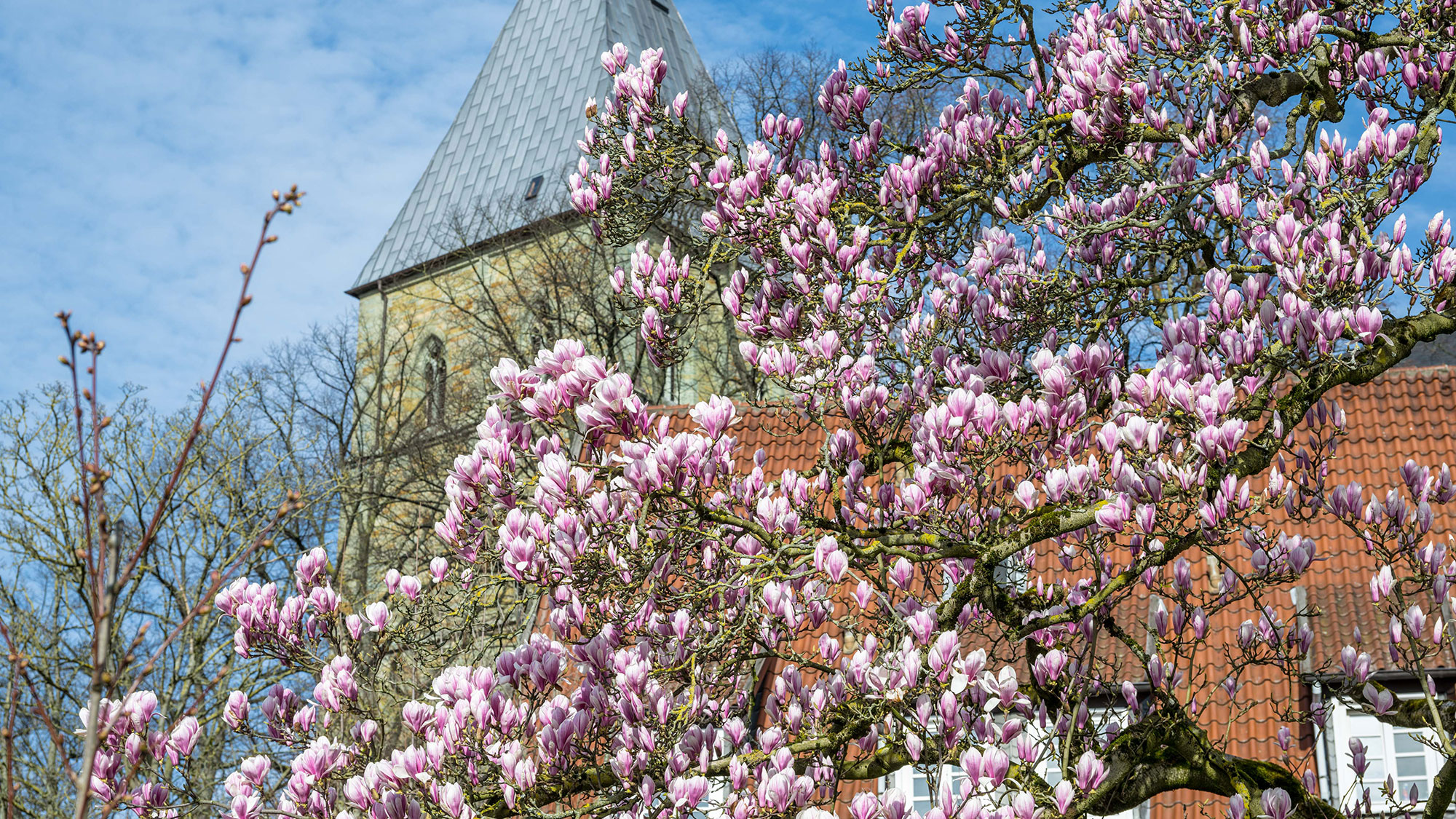 Blühende Bäume und Stadterkundung per Fahrrad: Öffentliche Themen Führungen der Tourist Information Soest im April 2025 Blühende Bäume und Stadterkundung per Fahrrad: Öffentliche Themen Führungen der Tourist Information Soest im April 2025