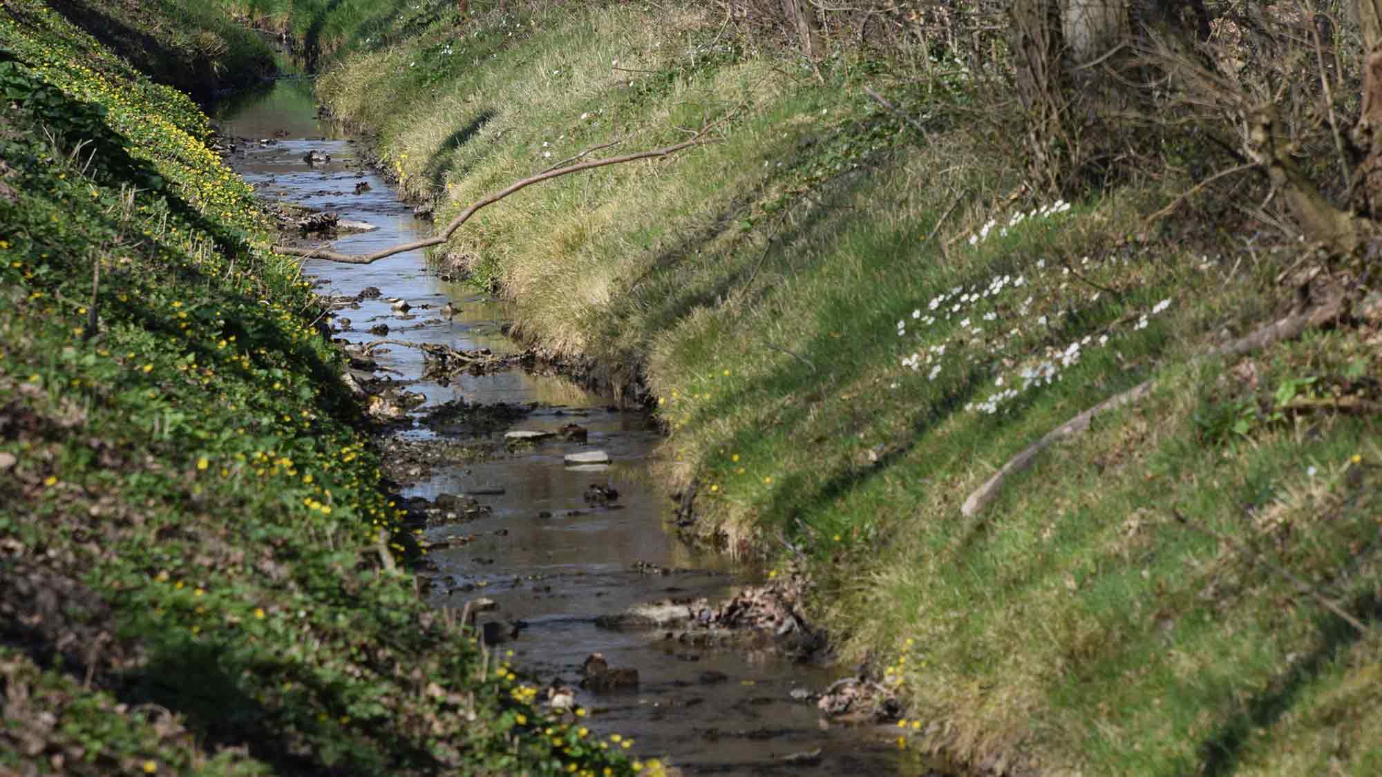 Für Naturbegeisterte Frühblüher finden – Pflanzen des Frühlings, Buschwindröschen & Co. melden Für Naturbegeisterte Frühblüher finden – Pflanzen des Frühlings, Buschwindröschen & Co. melden