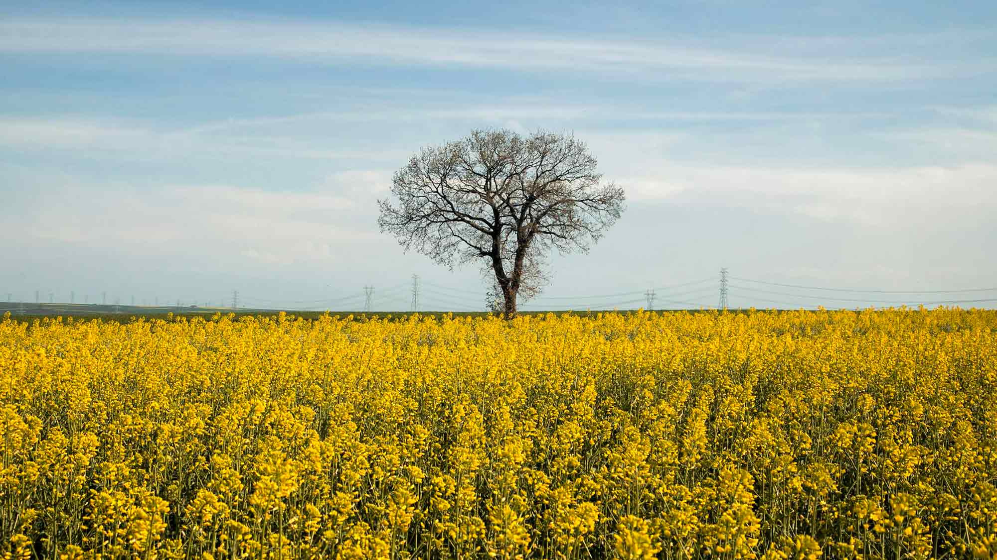 Landwirtschaftskammer Nordrhein Westfalen: Der Raps blüht in NRW, genug Eier zu Ostern, Forsythien nach der Blüte schneiden Landwirtschaftskammer Nordrhein Westfalen: Der Raps blüht in NRW, genug Eier zu Ostern, Forsythien nach der Blüte schneiden