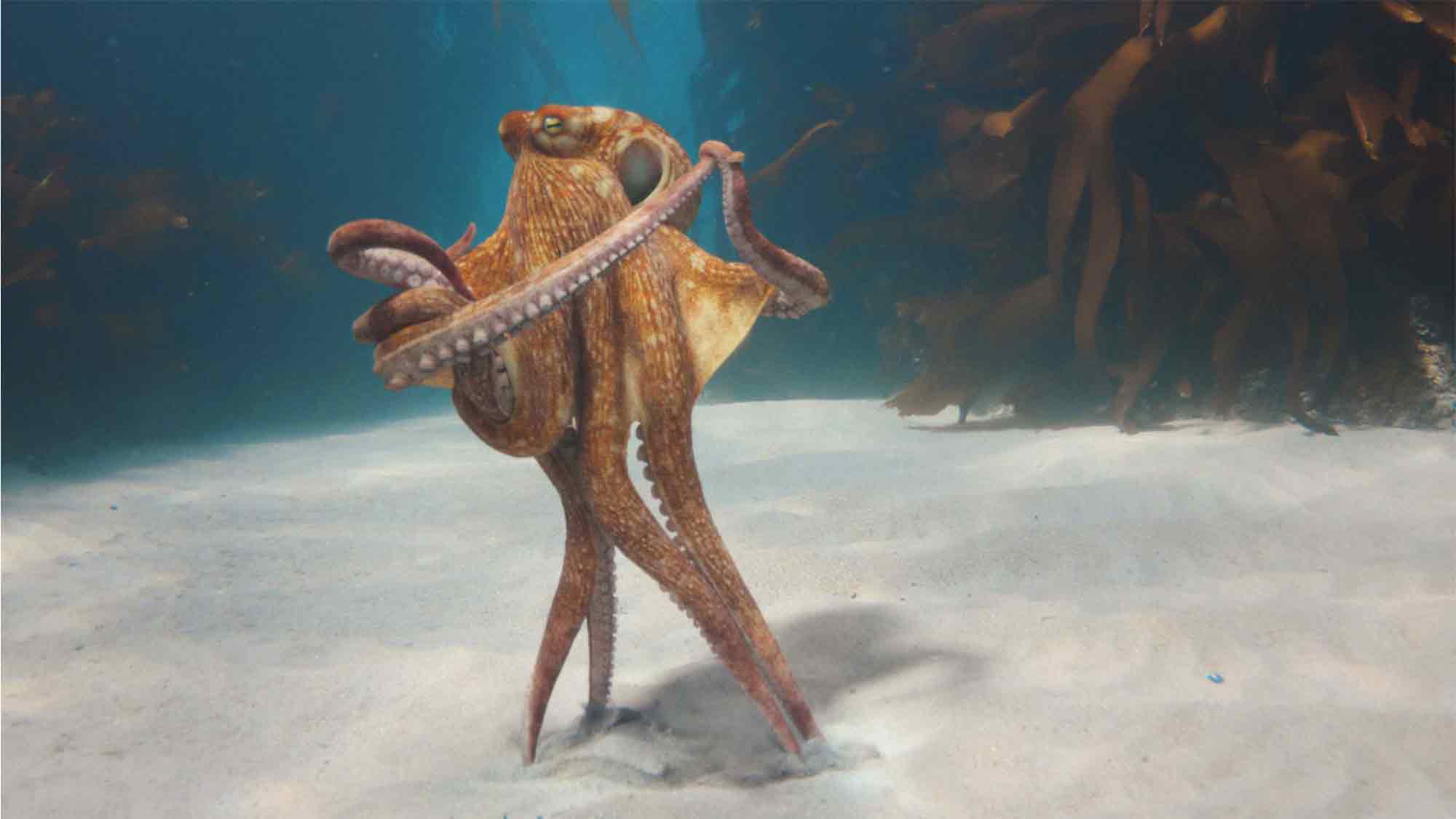 Die neue BMW Markenkampagne visualisiert die zentrale Steuereinheit »Heart of Joy« mit einem tanzenden Octopus Die neue BMW Markenkampagne visualisiert die zentrale Steuereinheit »Heart of Joy« mit einem tanzenden Octopus