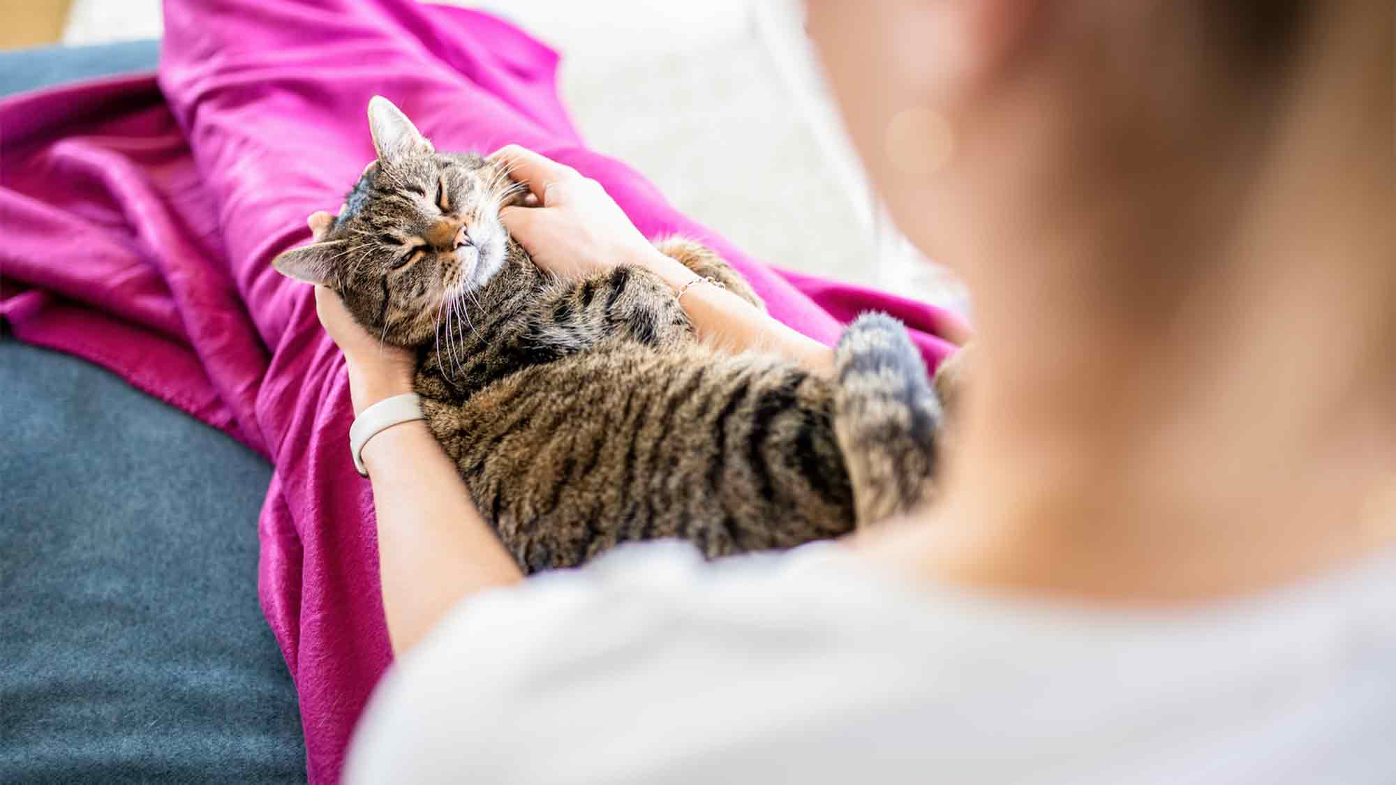 »So schnurrt Deutschland« – neue Whiskas Umfrage zeigt, wie emotional die Beziehung deutscher Katzenhalter zu ihren Vierbeinern ist »So schnurrt Deutschland« – neue Whiskas Umfrage zeigt, wie emotional die Beziehung deutscher Katzenhalter zu ihren Vierbeinern ist