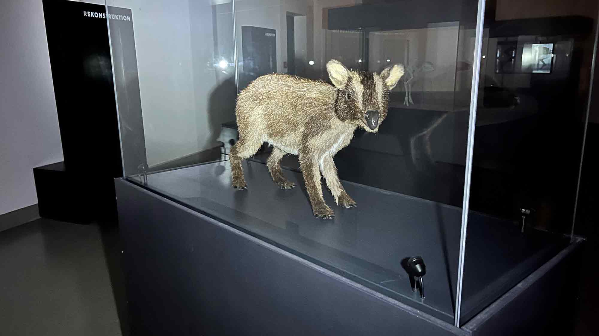 Was machen die Urpferde nachts im Museum? Taschenlampenführungen für Familien im Westfälischen Pferdemuseum Münster, 15. August und 26. September 2025