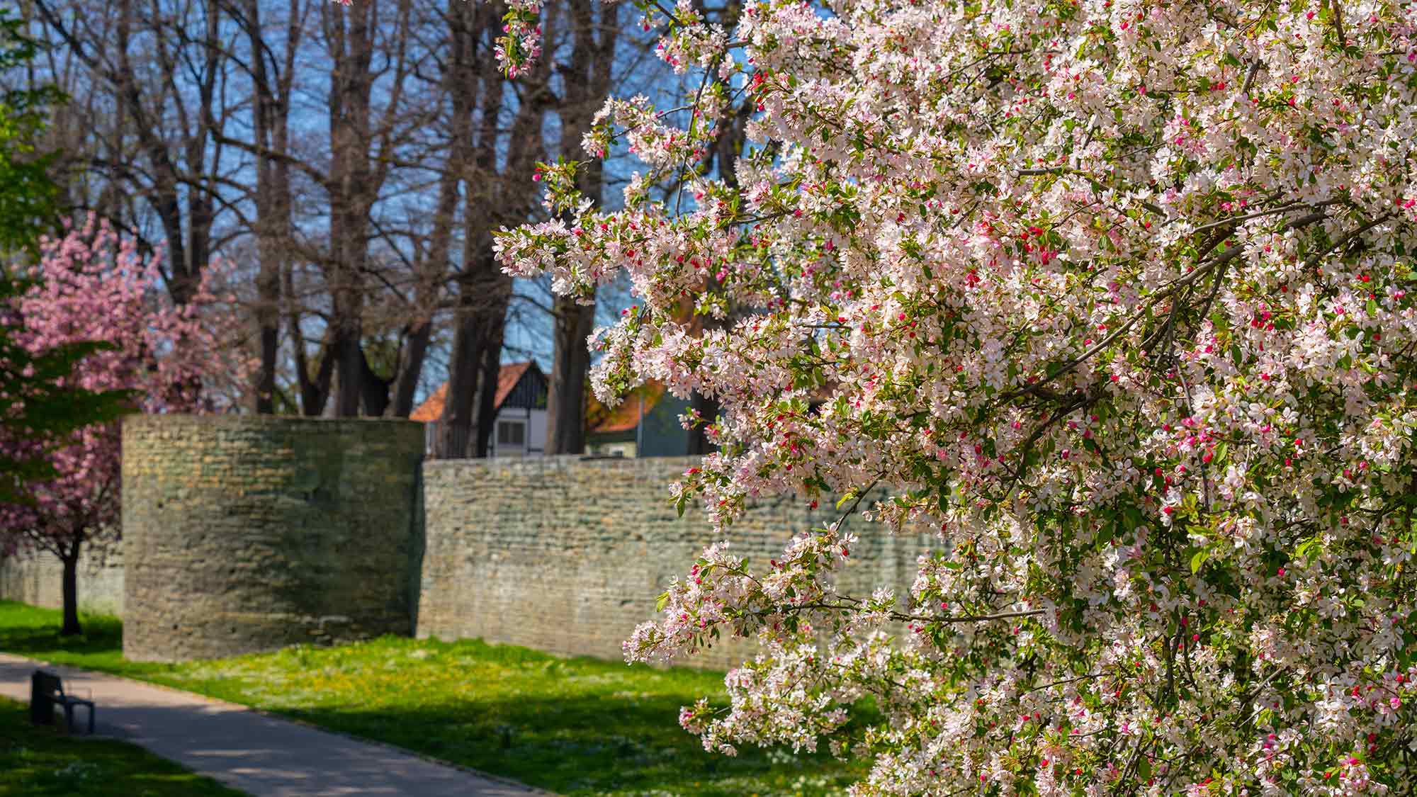 Blühende Bäume und Stadterkundung per Fahrrad – Öffentliche Themen Führungen der Touristinformation Soest im April 2026