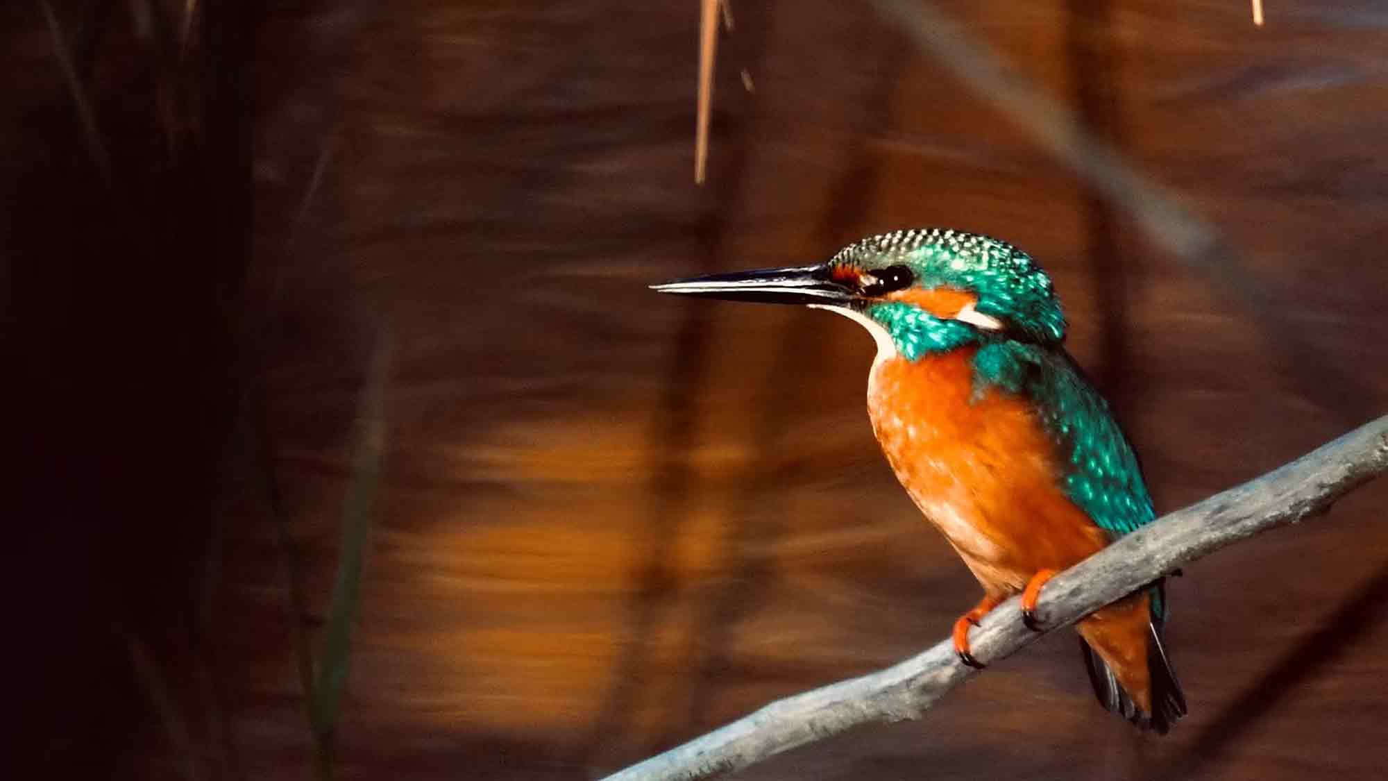 Vom Alpenstrandläufer bis zum Zaunkönig: Fotoausstellung in der Wildauer Hochschulbibliothek weckt den Frühling, 17. März bis 14. April 2026