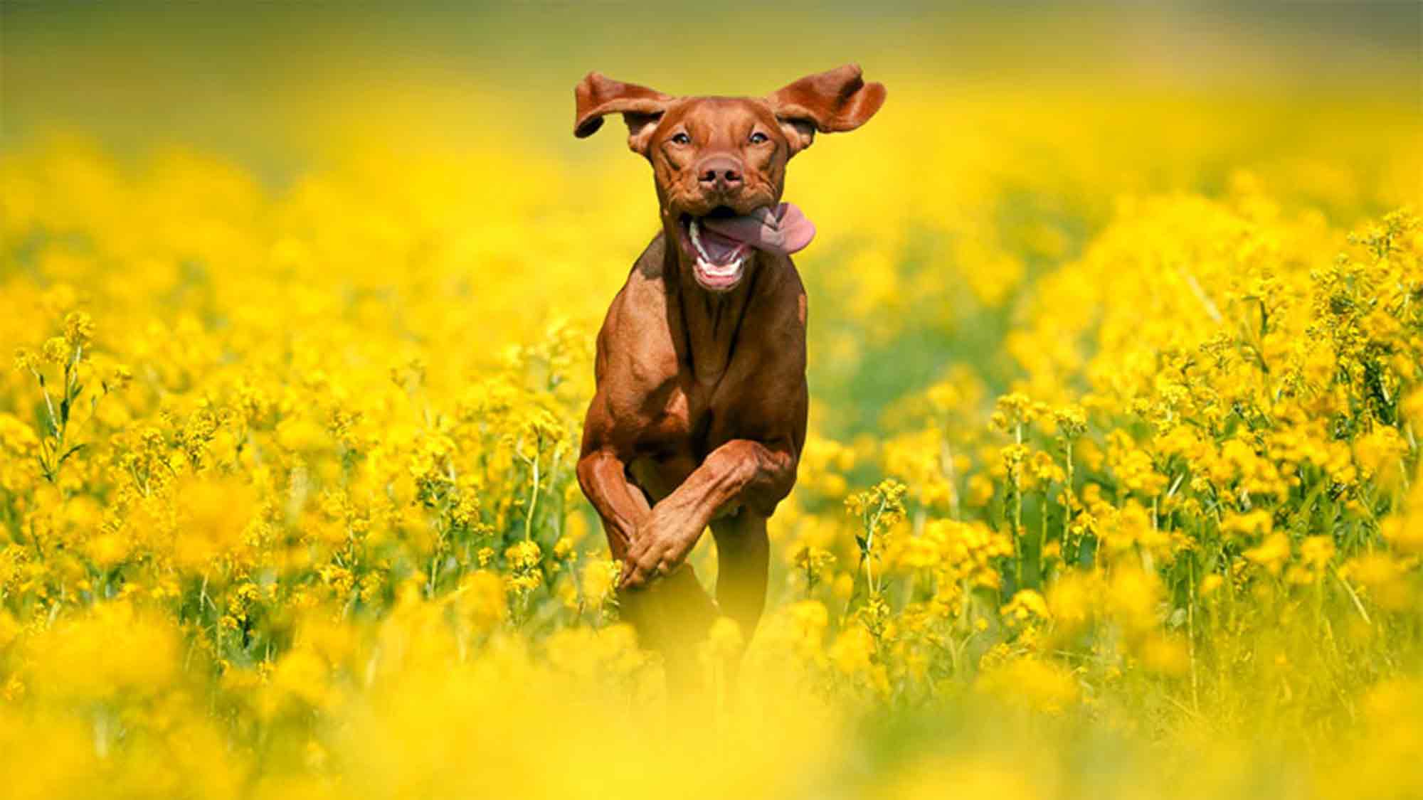 »Dogs & Fun 2026«: 3 Tage Erlebniswelt für Hund und Mensch in Dortmund, 8. bis 10. Mai 2026 »Dogs & Fun 2026«: 3 Tage Erlebniswelt für Hund und Mensch in Dortmund, 8. bis 10. Mai 2026