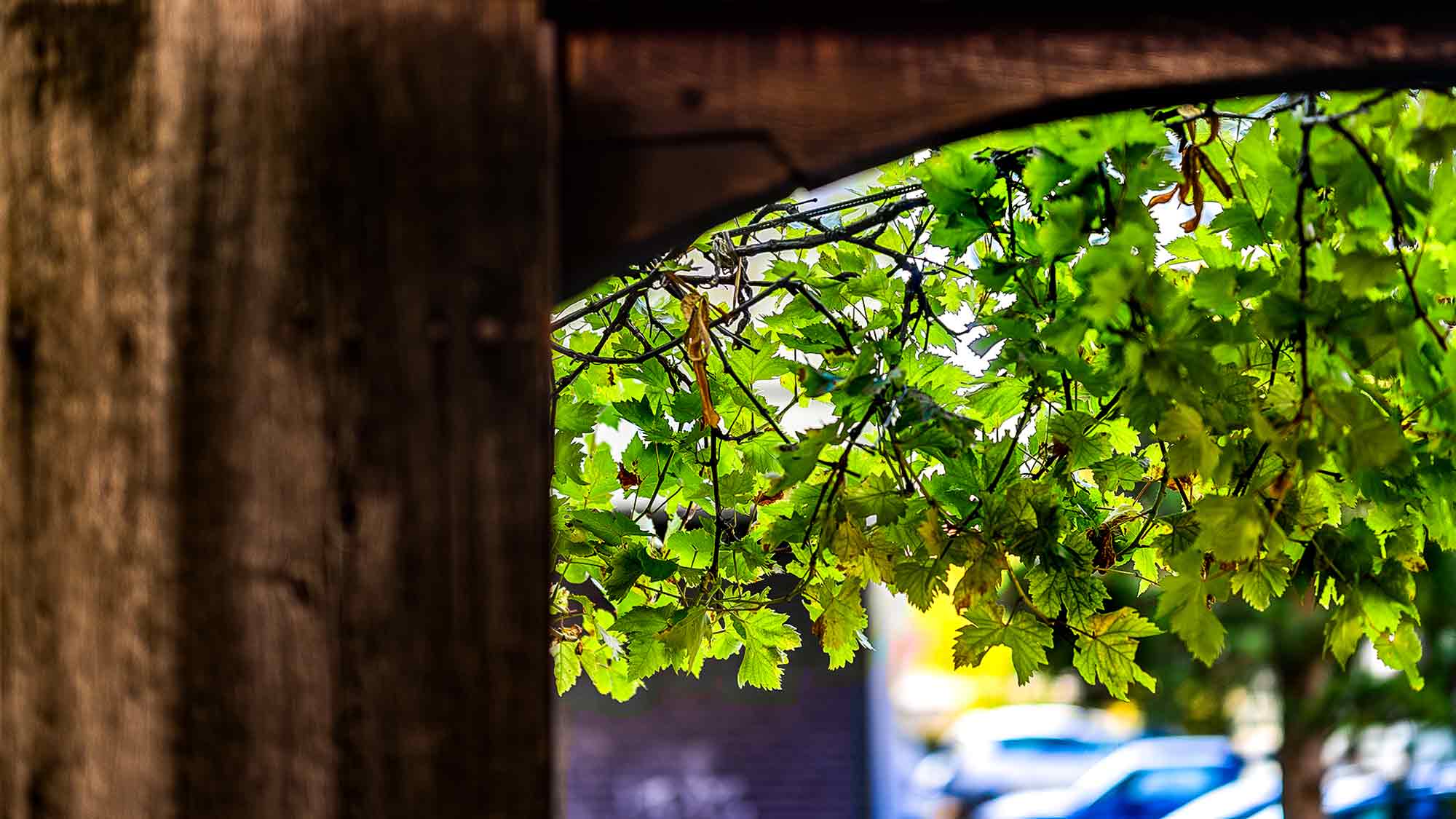 NOW Commons: Innenhof »Weinhaus Gütersloh«, Holz Torbogen und Weinranken NOW Commons: Innenhof »Weinhaus Gütersloh«, Holz Torbogen und Weinranken