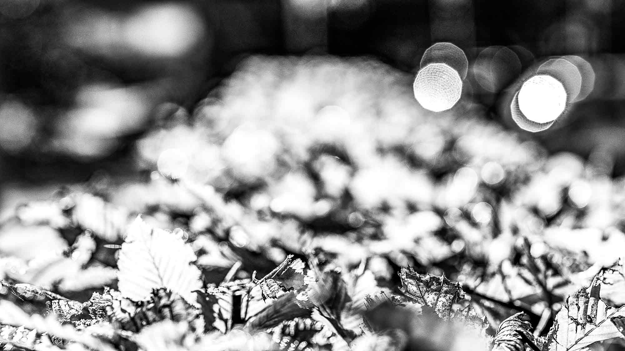 NOW Commons: Hecke in Gütersloh im Frühherbst …