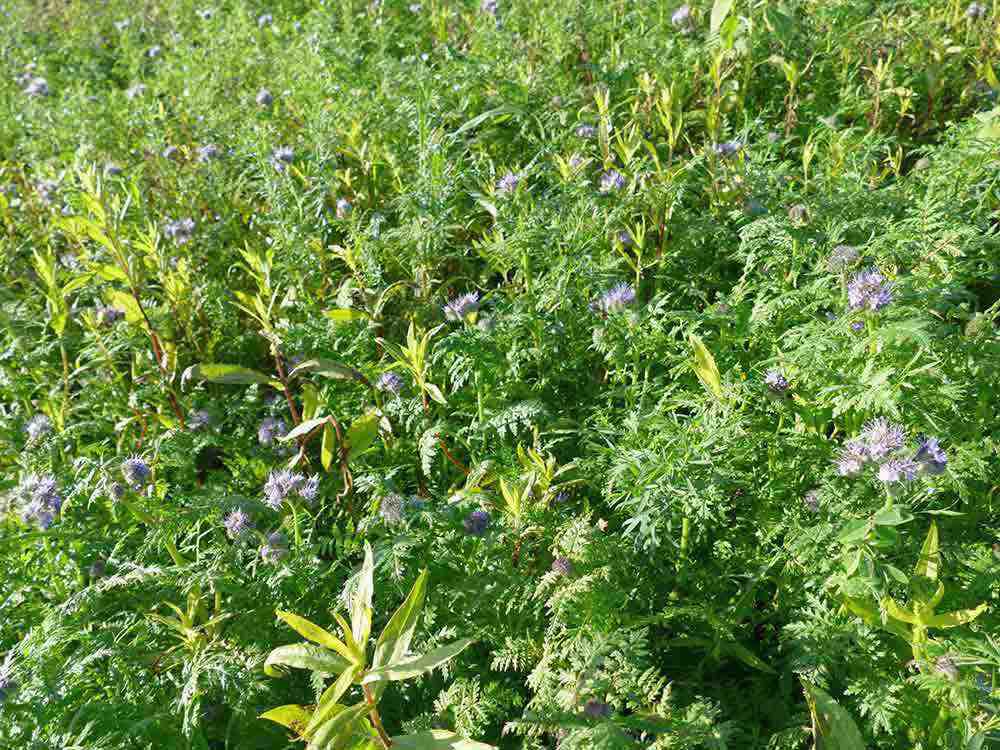 Gütersloh: Blühende Felder auch im November, Zwischenfrüchte gut für Boden, Biodiversität und Wildtiere Gütersloh: Blühende Felder auch im November, Zwischenfrüchte gut für Boden, Biodiversität und Wildtiere