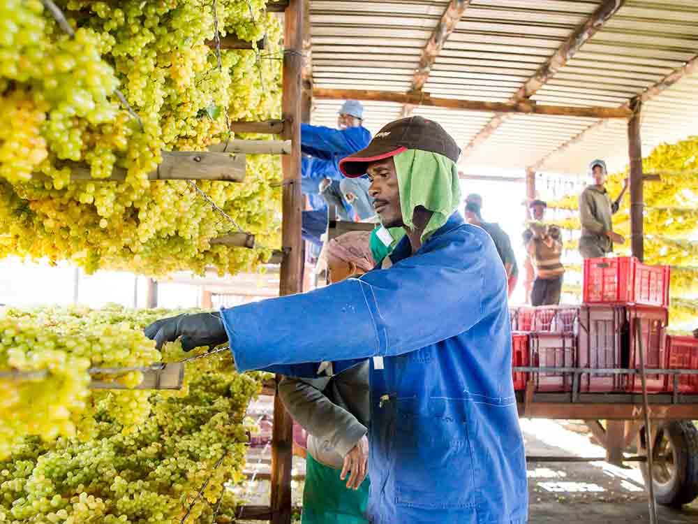 Nachhaltige Anbautechniken in Südafrika produzieren hochwertige natürliche Rosinen Nachhaltige Anbautechniken in Südafrika produzieren hochwertige natürliche Rosinen