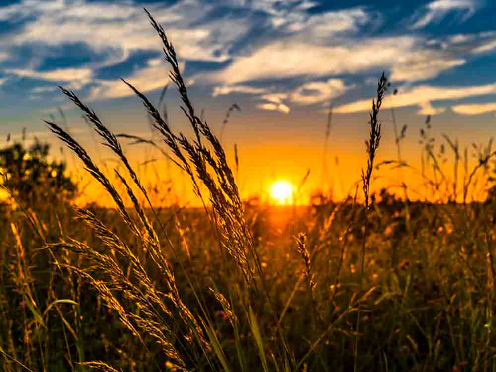 Landwirtschaftskammer NRW, Ausbildung, Weiterbildung für Frauen, Primeln, Dorf Landwirtschaftskammer NRW, Ausbildung, Weiterbildung für Frauen, Primeln, Dorf