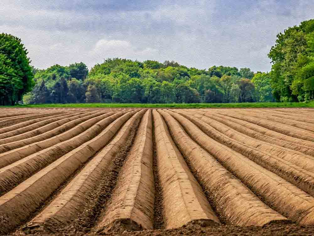 Früher Start für Spargel aus NRW, Digitalisierung in der Landwirtschaft, Fruchtfolge im Gemüsegarten planen