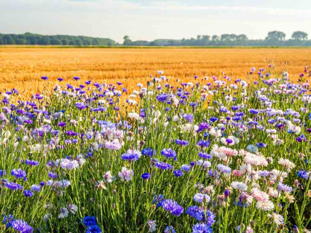 Mehr Biodiversität im konventionellen Obst und Gemüseanbau, Lidl und Global G. A. P. veröffentlichen ersten branchenweiten Biodiversitätsstandard