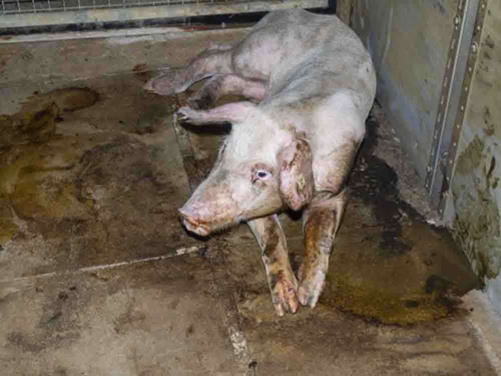 Schweinemäster vor Gericht, versteckte Aufnahmen belegen laut Deutschem Tierschutzbüro Tierquälerei, Demo am 1. August 2022 angekündigt Schweinemäster vor Gericht, versteckte Aufnahmen belegen laut Deutschem Tierschutzbüro Tierquälerei, Demo am 1. August 2022 angekündigt