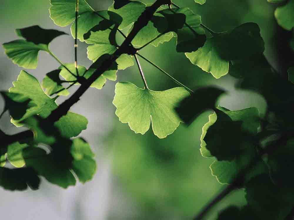 Bayer und Ginkgo Bioworks vereinbaren zukunftsweisende Partnerschaft zur Entwicklung von Agrar Biologika