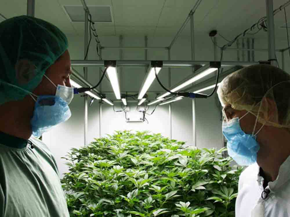 SWR, Canna Business, »Gras« wird legal, wer macht das große Geld? Film aus der Reihe »Rabiat« ab 28. Dezember 2022 in der ARD Mediathek SWR, Canna Business, »Gras« wird legal, wer macht das große Geld? Film aus der Reihe »Rabiat« ab 28. Dezember 2022 in der ARD Mediathek