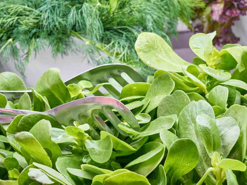 (K)ein Schülerprojekt: Stadtverwaltung Gütersloh plant Anbau von Salat, Salatfreunde Gütersloh (K)ein Schülerprojekt: Stadtverwaltung Gütersloh plant Anbau von Salat, Salatfreunde Gütersloh