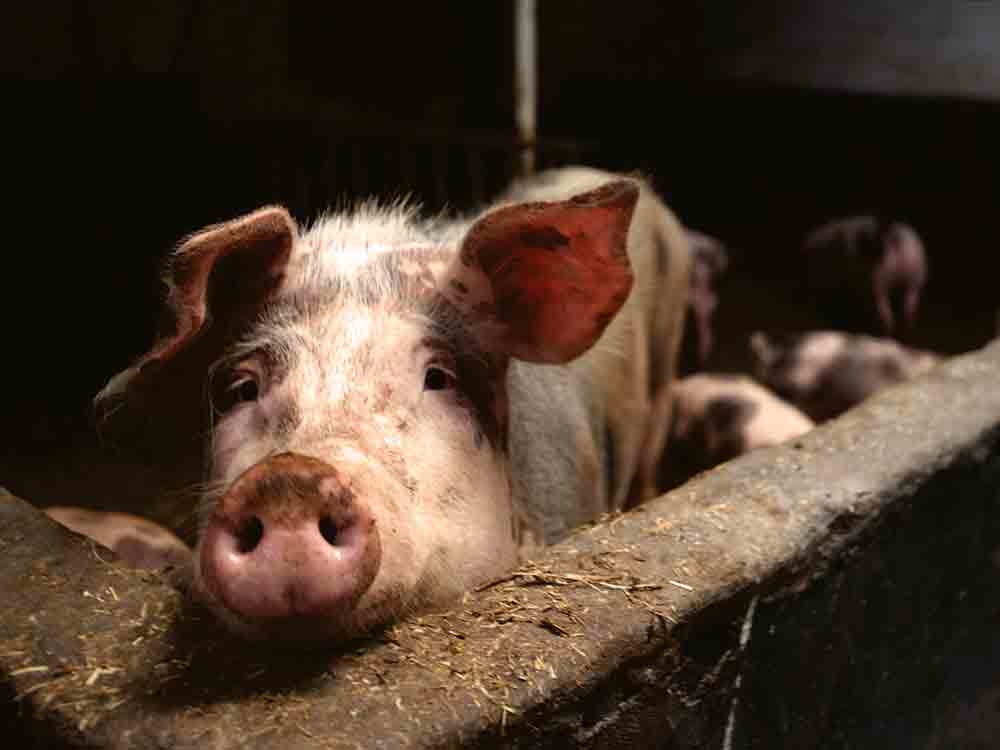 Haltungskennzeichnung für Fleisch auf der Zielgeraden: Deutsche Umwelthilfe fordert schnelle Durchsetzung und mehr Anstrengungen zum Umbau der Tierhaltung Haltungskennzeichnung für Fleisch auf der Zielgeraden: Deutsche Umwelthilfe fordert schnelle Durchsetzung und mehr Anstrengungen zum Umbau der Tierhaltung