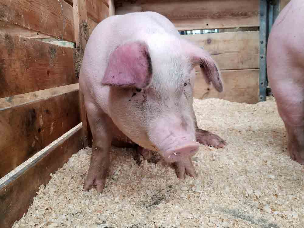 Bundesverband Rind und Schwein (BRS), gibt es für die Schweinehaltung in Deutschland noch eine sichere Zukunftsperspektive?