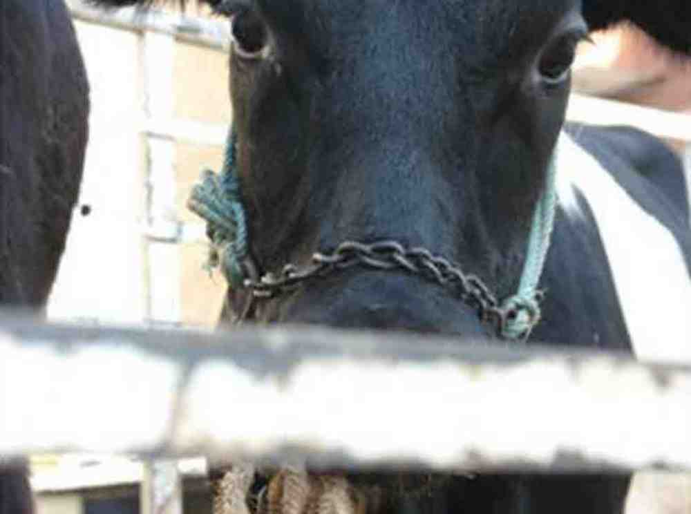 EU Agrarminister uneins, Deutscher Tierschutzbund befürchtet Fortführung von Tiertransporten in Drittstaaten außerhalb Europas