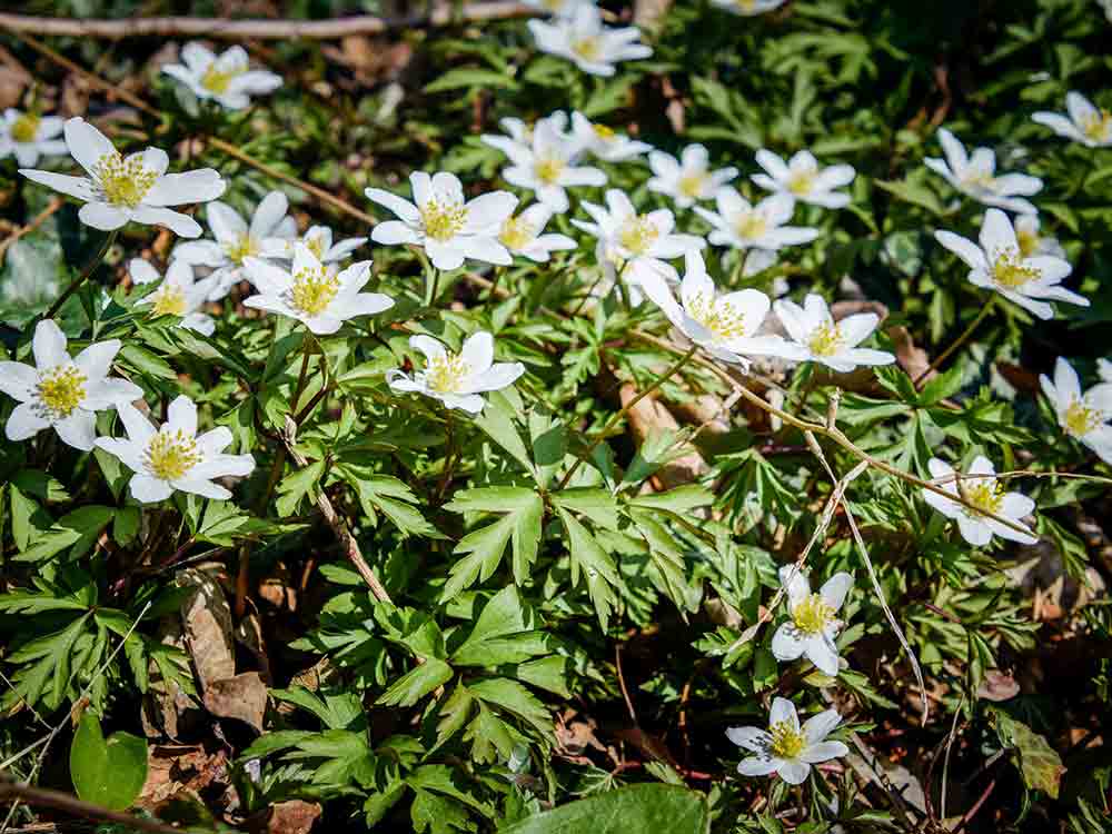Für Naturbegeisterte: Frühblüher finden, Pflanzen des Frühlings, Buschwindröschen & Co. melden
