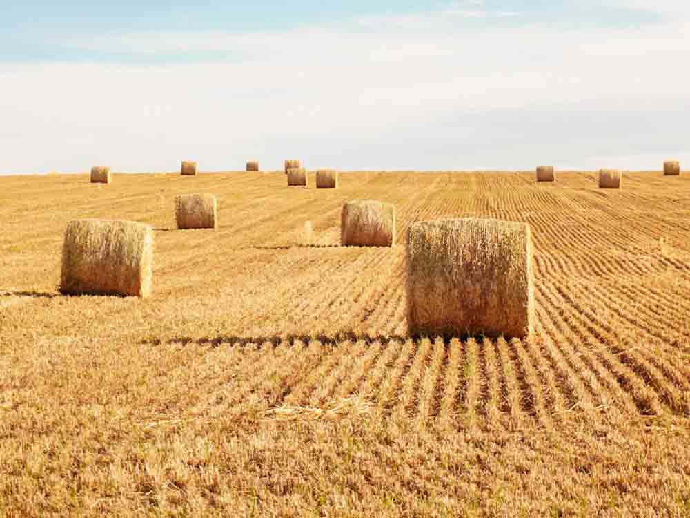 News der Landwirtschaftskammer Nordrhein Westfalen, 13. Juli 2023, Braugersten, Gelbe Riesen auf dem Acker, Kühe trinken nicht über den Durst