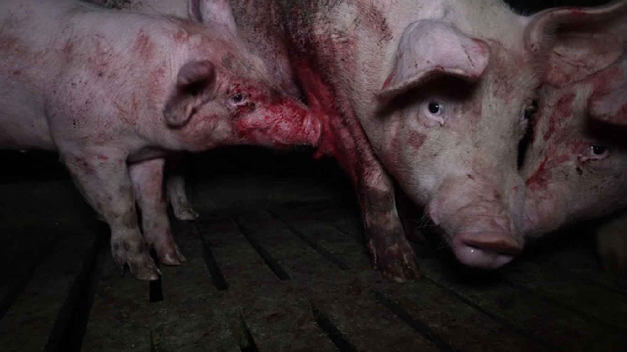 Albert Schweitzer Stiftung für unsere Mitwelt: Lidls Schweine Horror – Kannibalismus, Leid und Verwesung bei spanischem Lidl Lieferanten