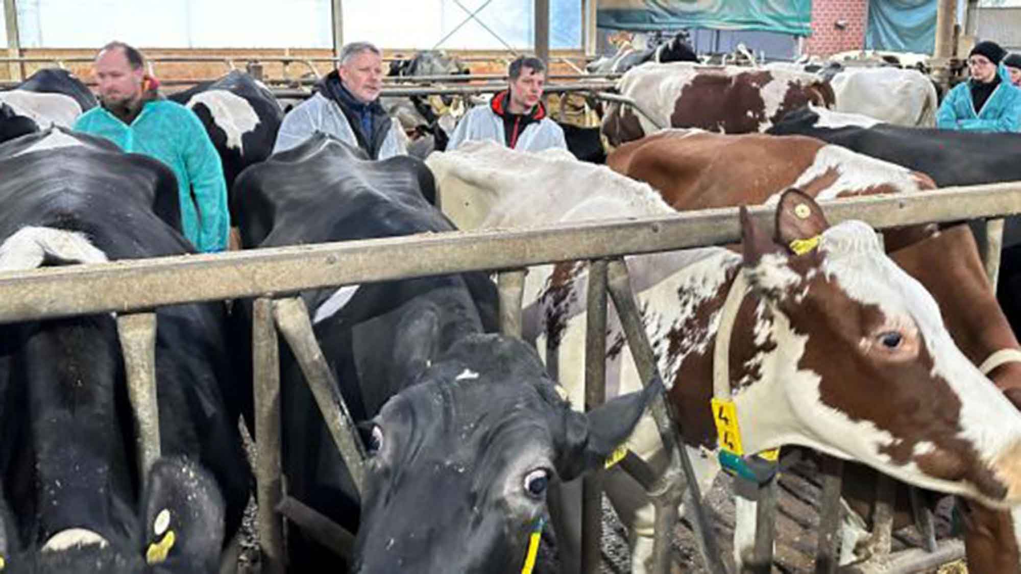 Führt späteres Besamen bei Milchkühen zur Verbesserung von Stoffwechsel, Milchleistung und Fruchtbarkeit? Führt späteres Besamen bei Milchkühen zur Verbesserung von Stoffwechsel, Milchleistung und Fruchtbarkeit?
