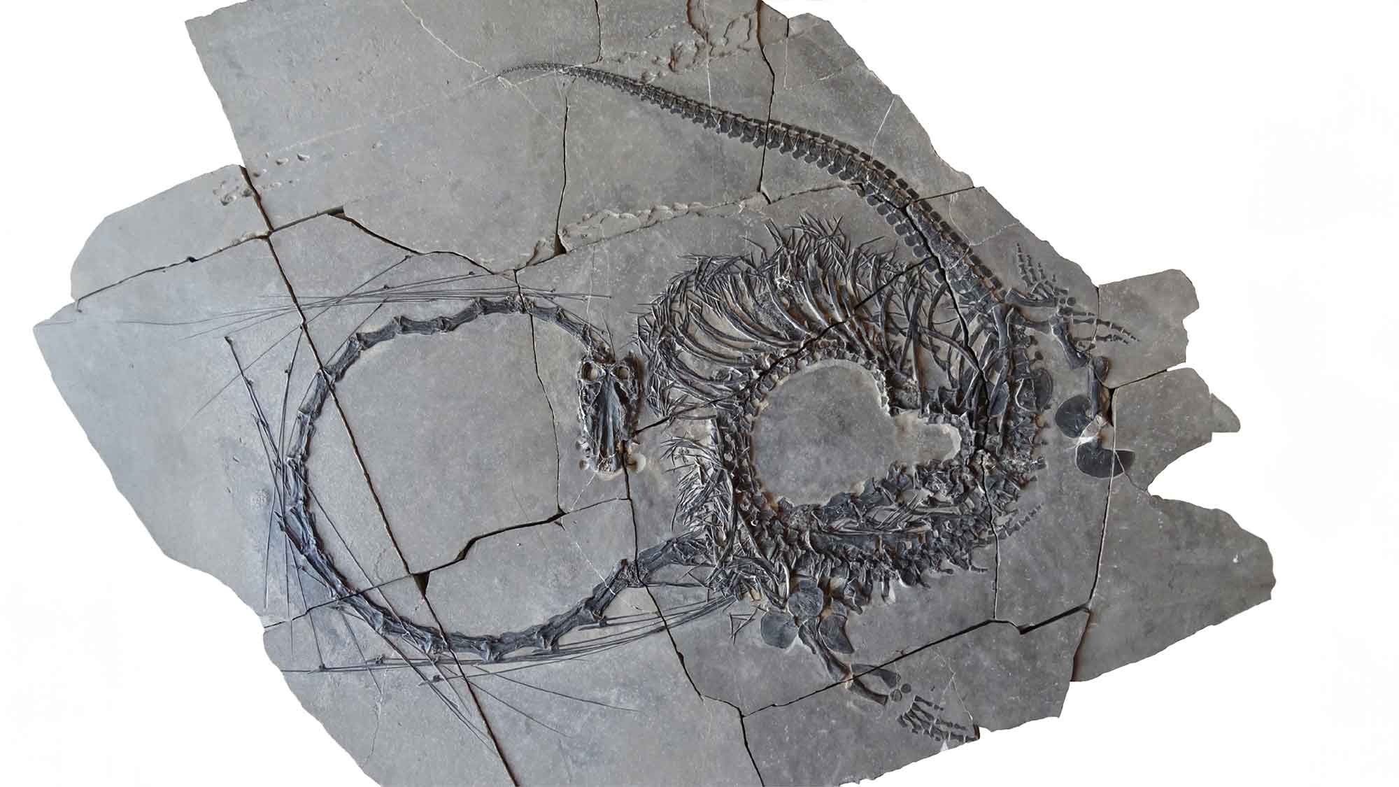 Staatliches Museum für Naturkunde Stuttgart: Forscher stellen einen 240 Millionen Jahre alten »Chinesischen Drachen« vor Staatliches Museum für Naturkunde Stuttgart: Forscher stellen einen 240 Millionen Jahre alten »Chinesischen Drachen« vor