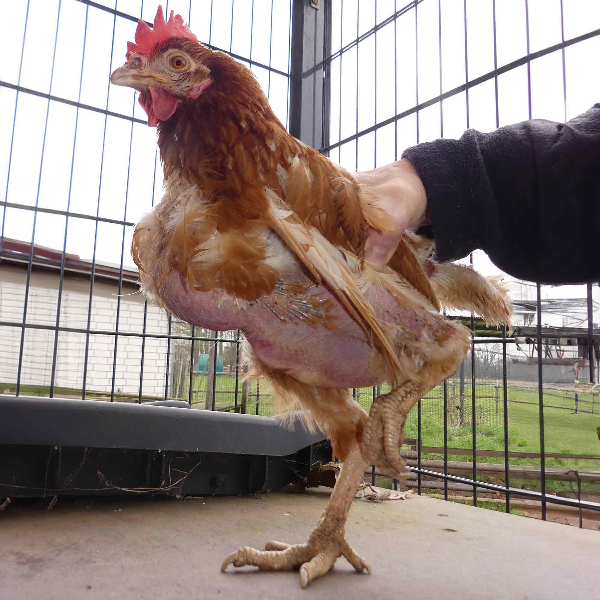 &raquo;Achtung für Tiere&laquo; Rietberg: Dem Tod entkommen – die kleine Greta hat sich selbst gerettet