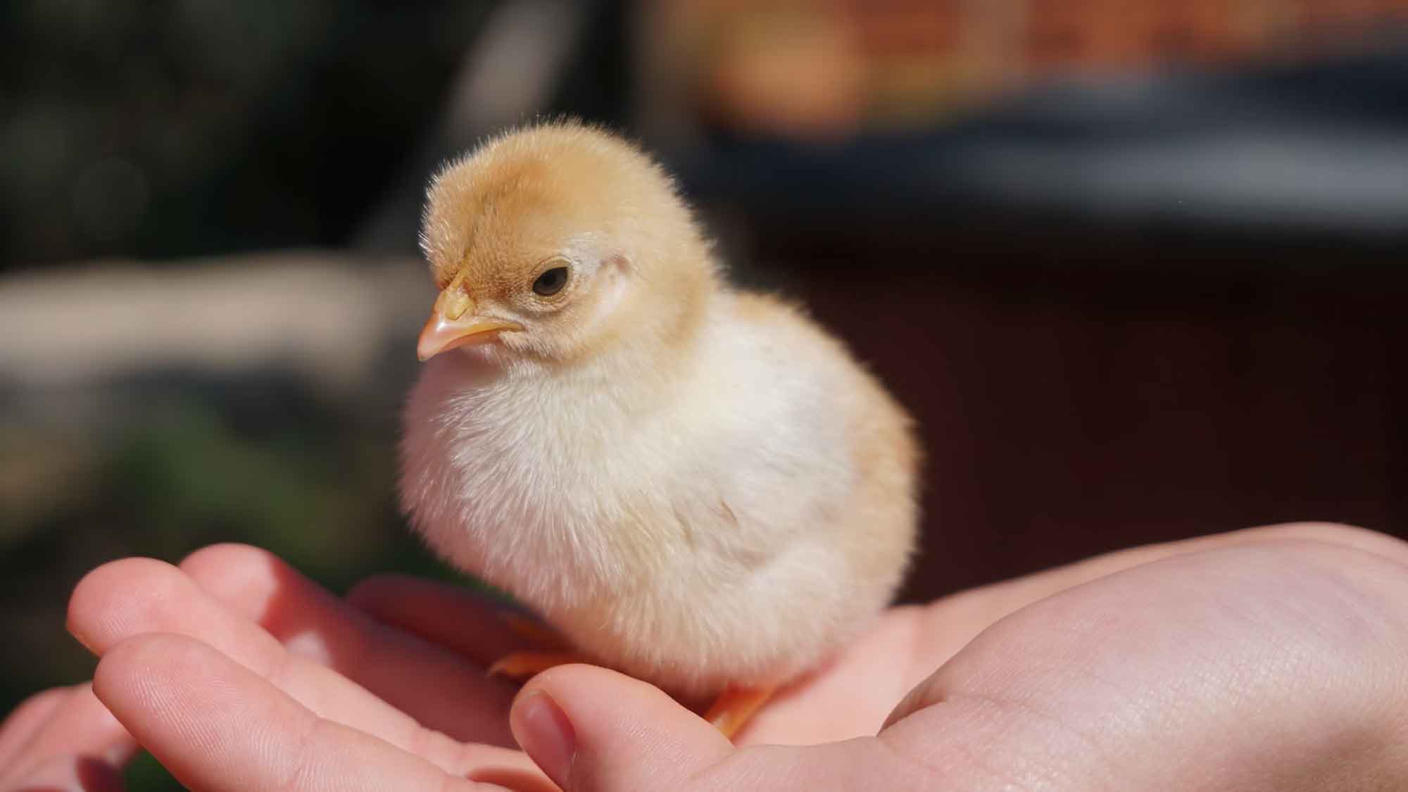 Kükentöten Verbot bringt für Tierschutz wenig – Foodwatch fordert: Supermärkte müssen auch »Bruderhähne« und »Zweinutzungshühner« vermarkten Kükentöten Verbot bringt für Tierschutz wenig – Foodwatch fordert: Supermärkte müssen auch »Bruderhähne« und »Zweinutzungshühner« vermarkten