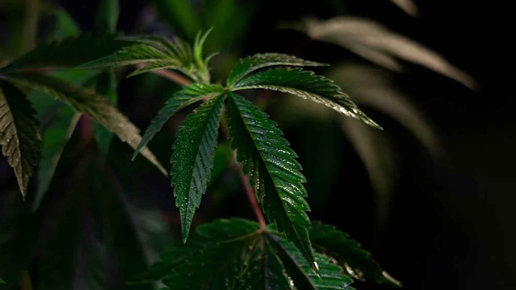 So teuer ist Cannabis aus der Apotheke, dem Eigenanbau, Social Clubs und bei Dealern/auf dem Schwarzmarkt