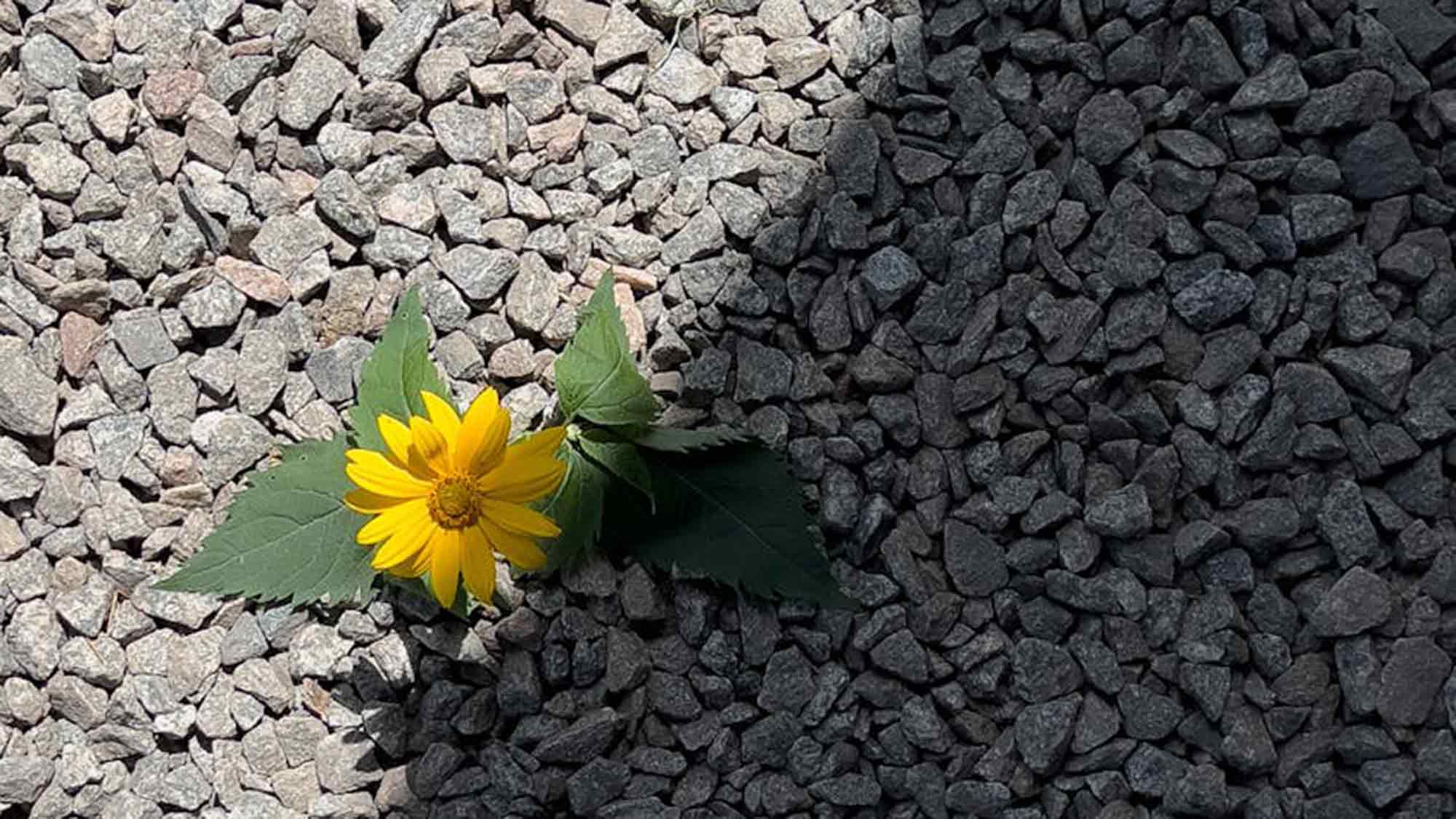 Evangelischer Kirchenkreis Gütersloh: Resilienz – das Immunsystem für die Seele, Workshop zur Stärkung der eigenen Resilienz, 6. und 7. September 2024 Evangelischer Kirchenkreis Gütersloh: Resilienz – das Immunsystem für die Seele, Workshop zur Stärkung der eigenen Resilienz, 6. und 7. September 2024
