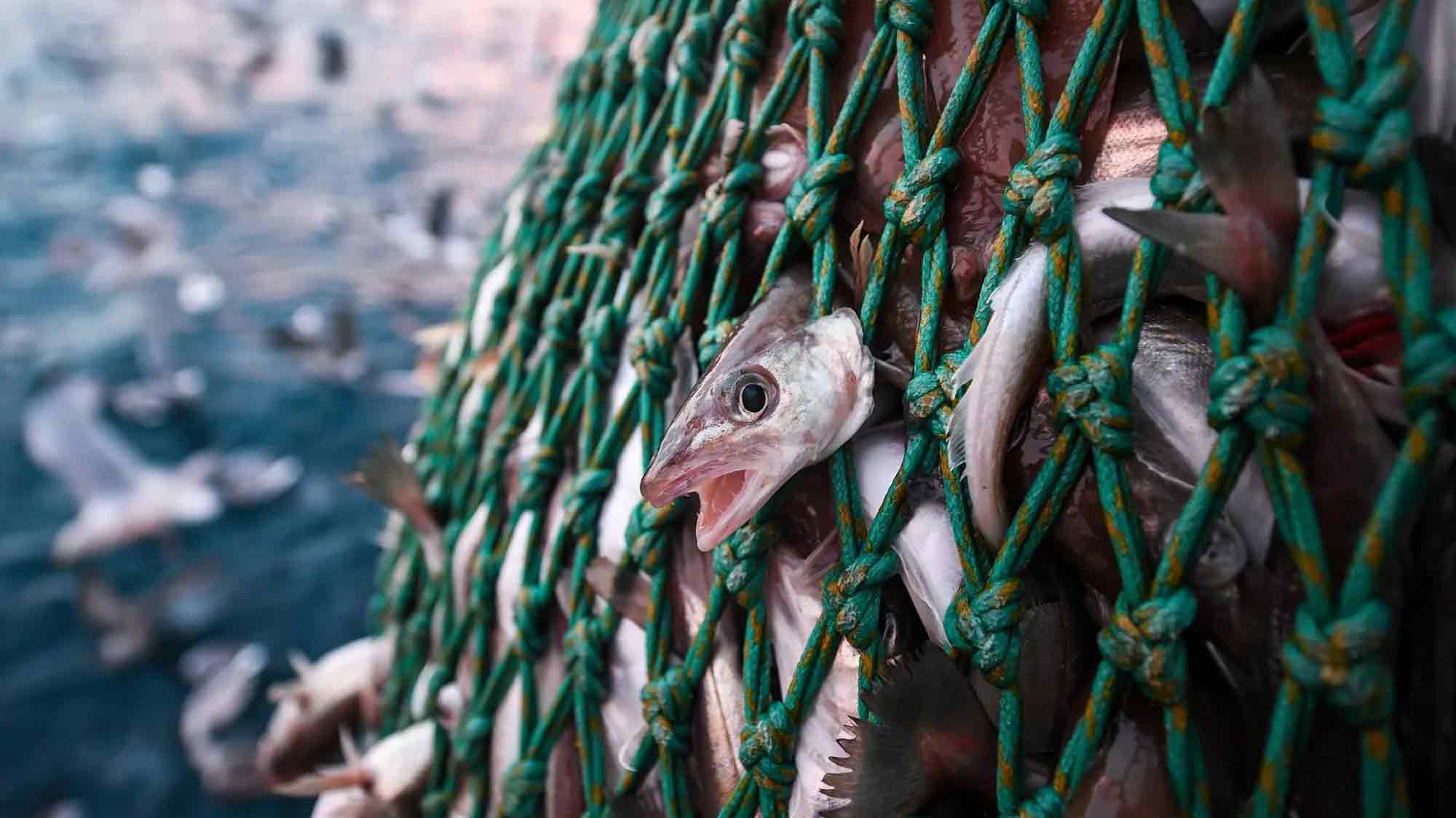&raquo;Save the Ocean&laquo; Jörn Kriebel: Kritik an Lachsindustrie in den isländischen Fjorden – Tierschützer fordern radikale Veränderungen