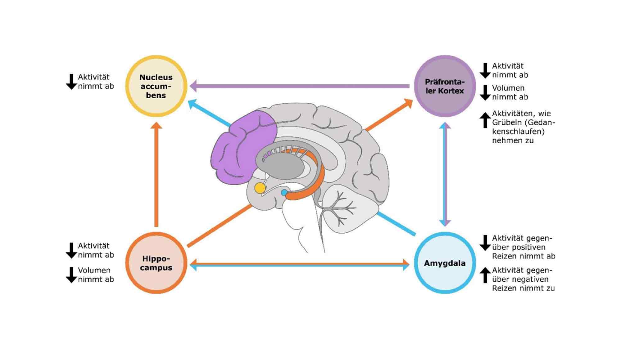 Neuroplastizität: Wie unser Gehirn lernt, zu lernen und sich selbst zu reparieren