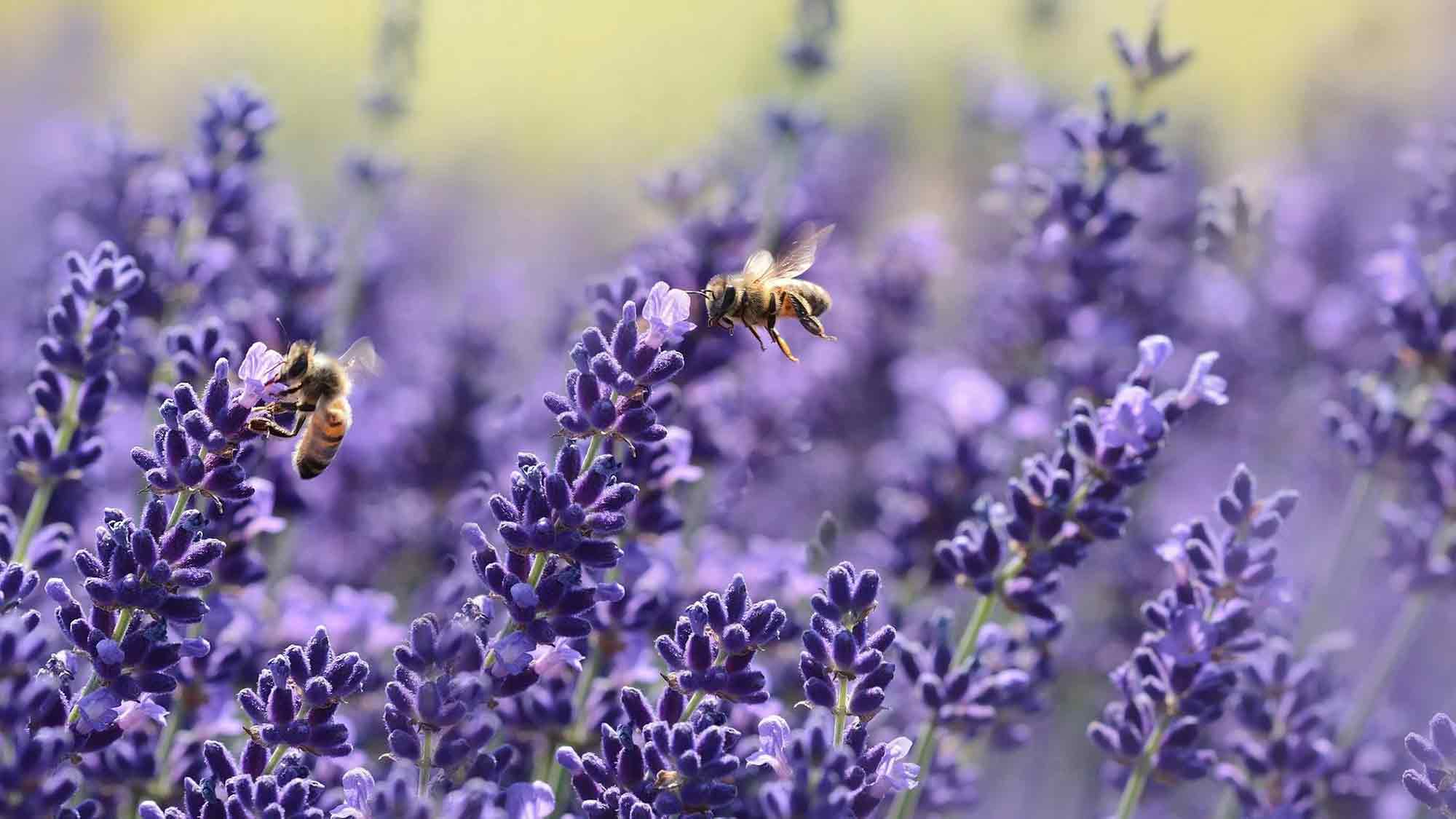 Landwirtschaftskammer Nordrhein Westfalen: Honigernte in NRW, Landwirtschaft für Kinder und Erwachsene erlebbar machen Landwirtschaftskammer Nordrhein Westfalen: Honigernte in NRW, Landwirtschaft für Kinder und Erwachsene erlebbar machen