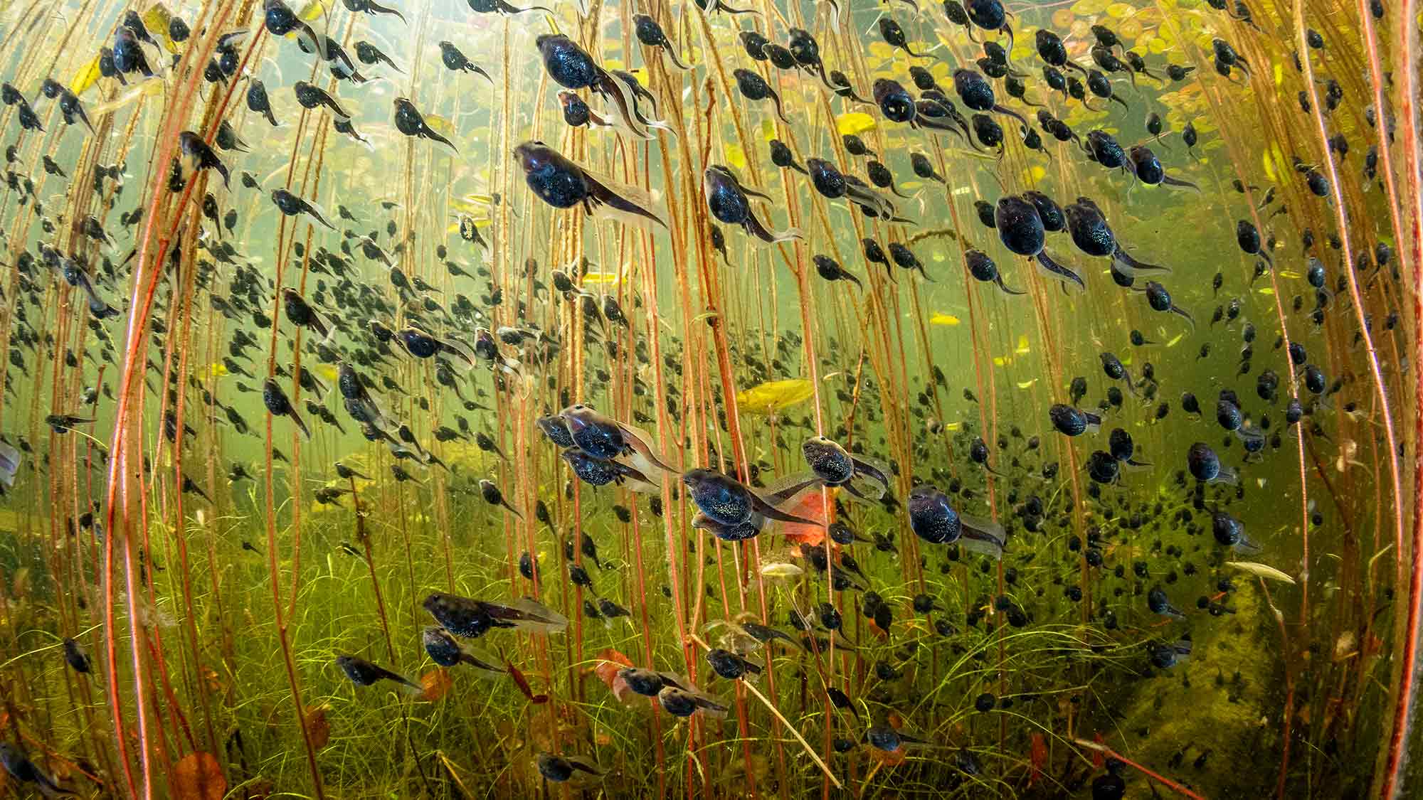 »Wildlife Photographer of the Year« im Westfälischen Pferdemuseum Münster, 30. November 2024 bis 6. April 2025 »Wildlife Photographer of the Year« im Westfälischen Pferdemuseum Münster, 30. November 2024 bis 6. April 2025