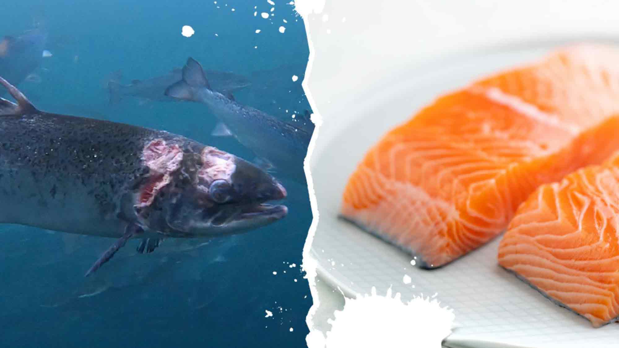 Foodwatch fordert Verkaufsstopp für Lachs aus Norwegen – Tierleid und Umweltschäden in der Aquakultur Foodwatch fordert Verkaufsstopp für Lachs aus Norwegen – Tierleid und Umweltschäden in der Aquakultur
