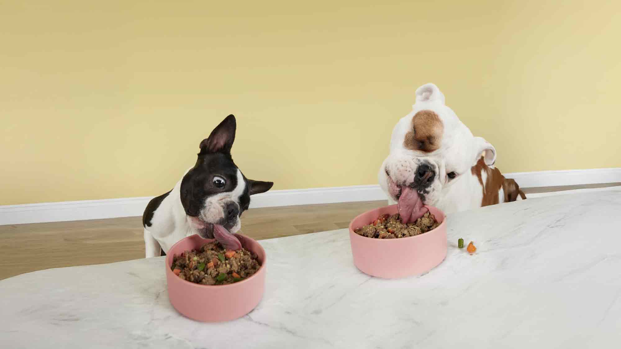Jeder zweite Hund in Deutschland ist zu dick: Tierärztin erklärt was gesunde Ernährung für Vierbeiner bedeutet